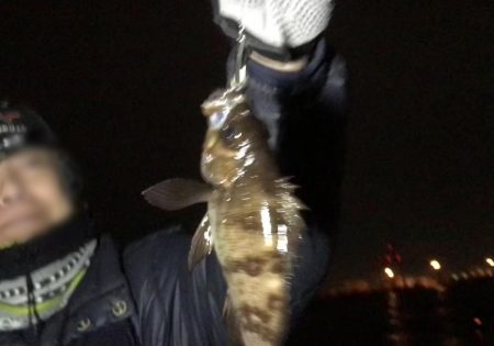 メバルはどこか行ってしまったのか